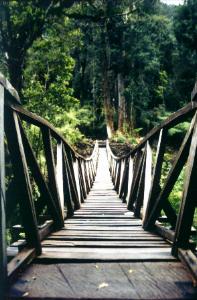 Swingbridge on one of the trails