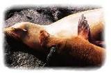 GALAPAGOS ISLANDS INFORMATION
