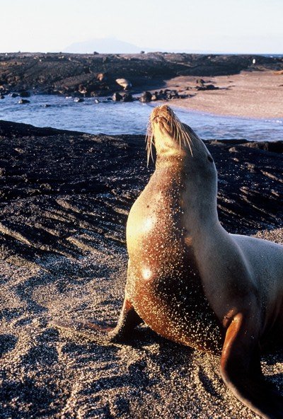 Sealion on Isabela Island - photo: Dominic Hamilton