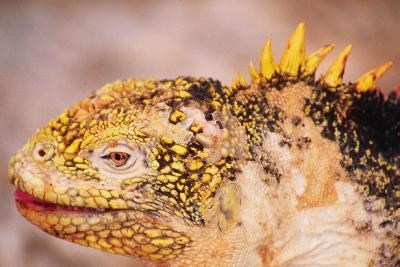 Land Iguana